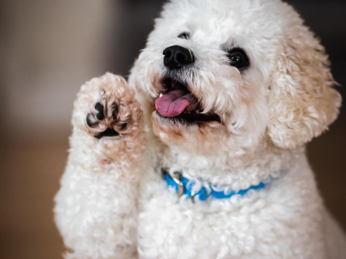 Are fluffy and fido keys to suicide prevention? The role of&nbsp;pets